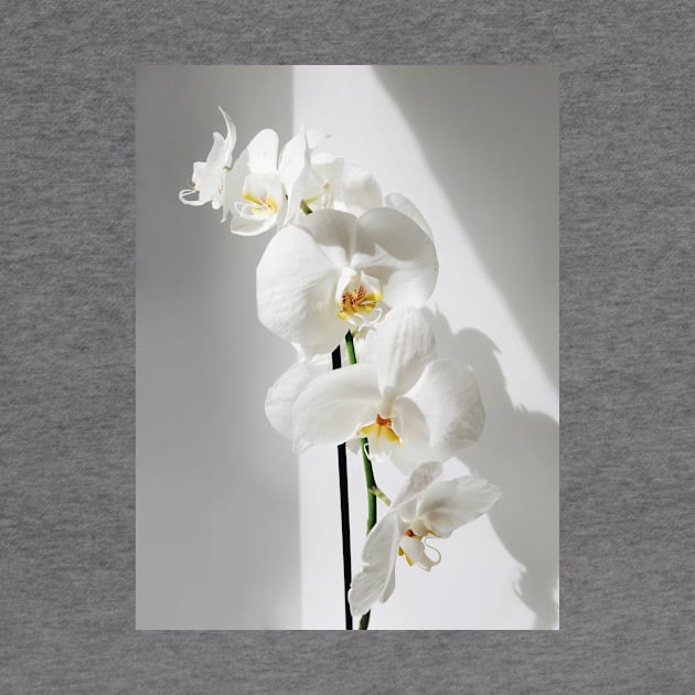 Elegant White Orchid by NewburyBoutique